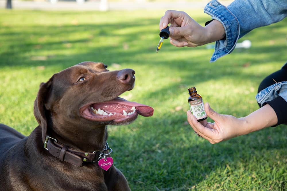 CBD Oil for Dogs