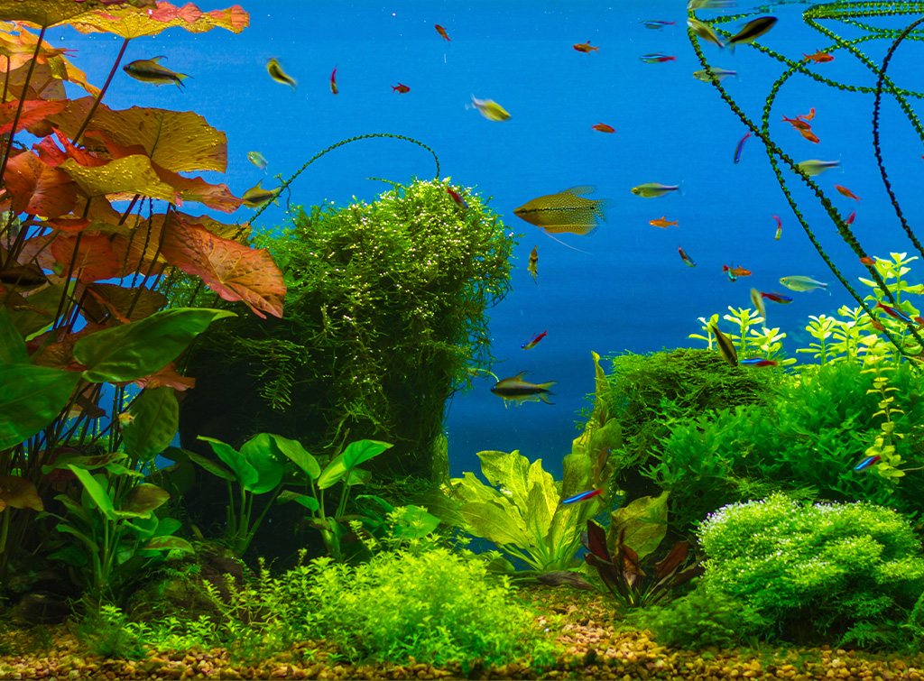 Fish Aquarium Tank